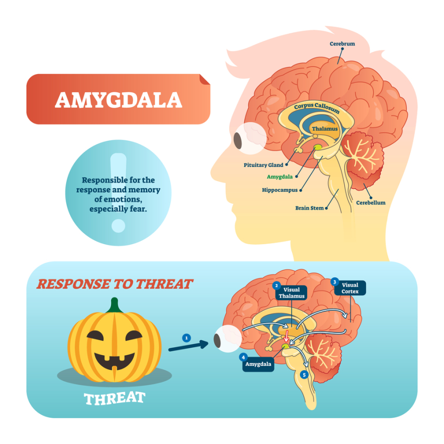 Amygdala medical labeled vector illustration