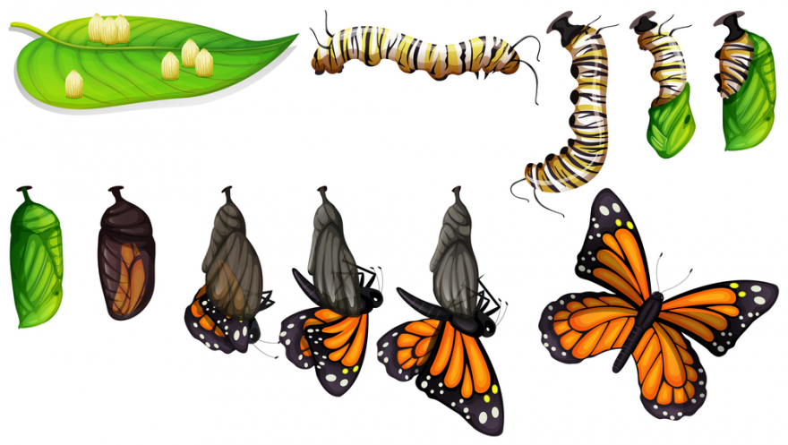 life cycle of the butterfly
