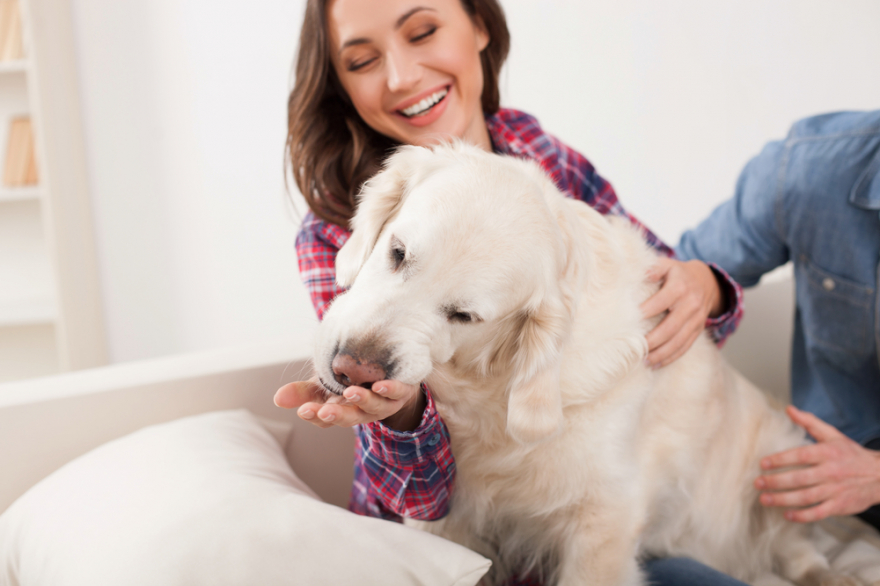 cheerful husband and wife petting pretty pet