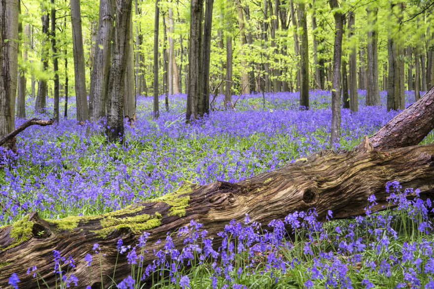 Vibrant bluebell carpet Spring forest landscape