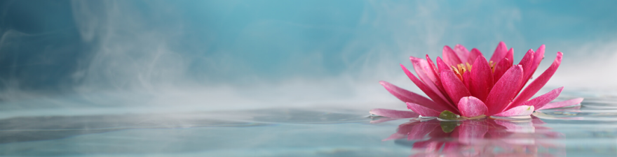 pink lotus banner image