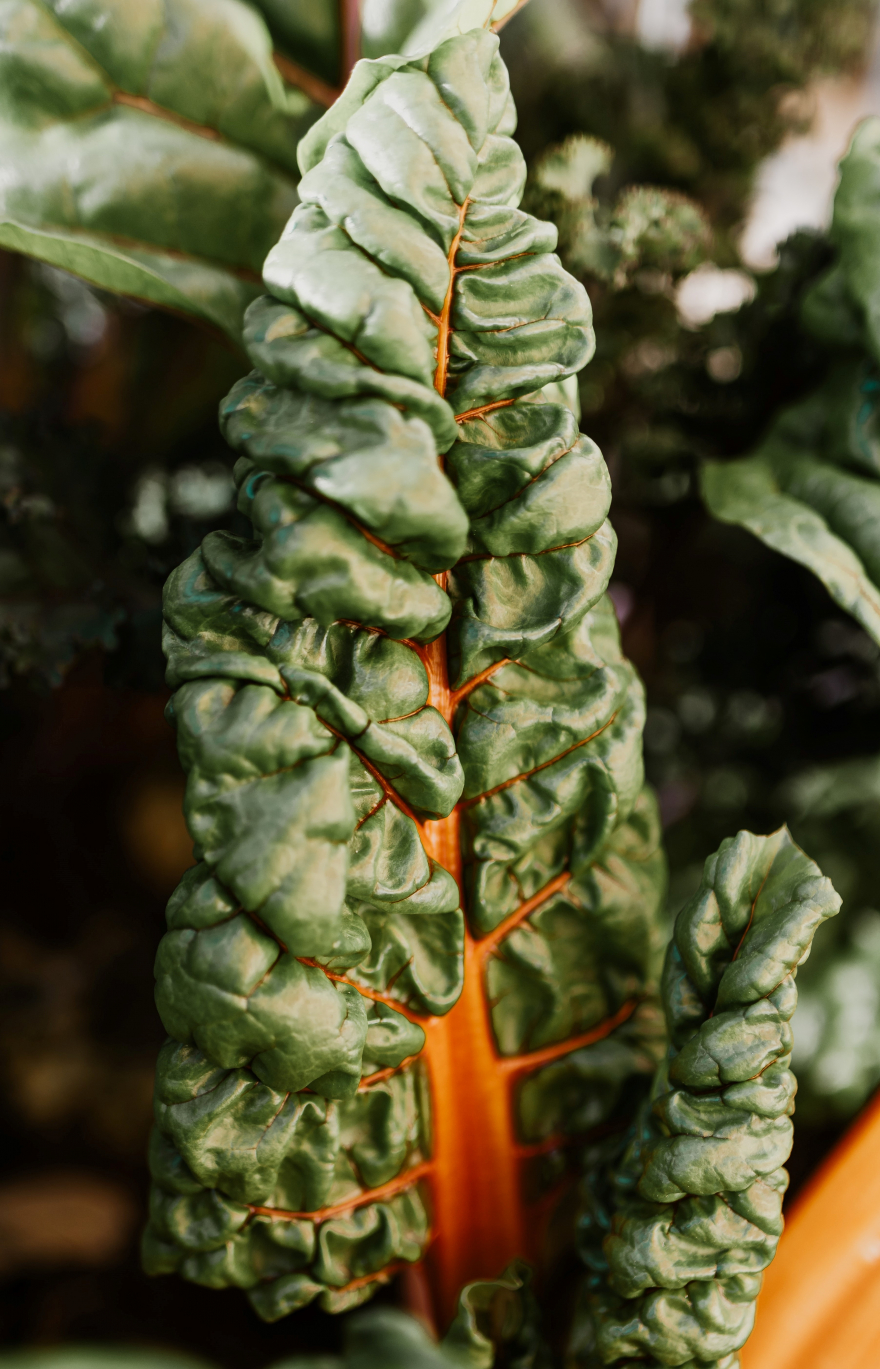 Swiss Chard